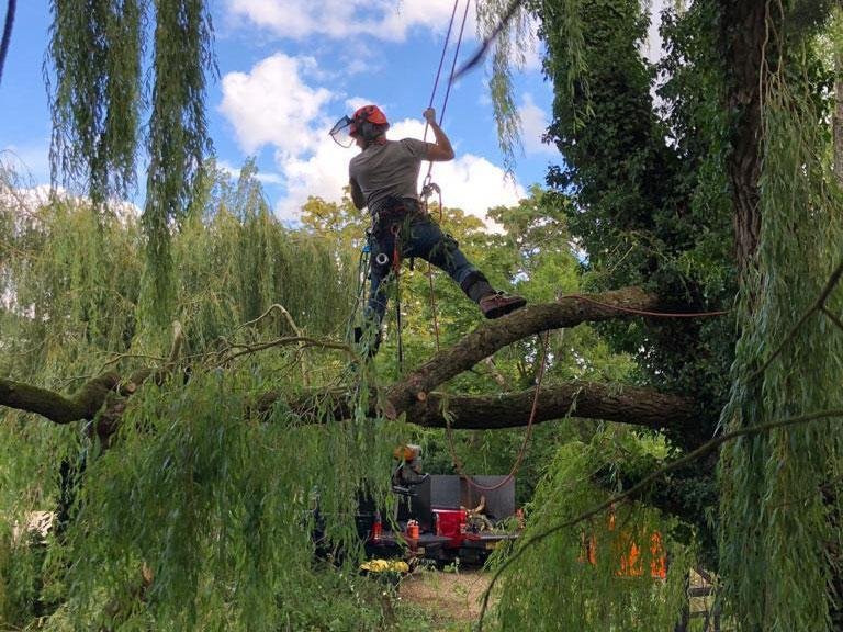 Tree trimming and hedgecutting services performed safely in Mayo