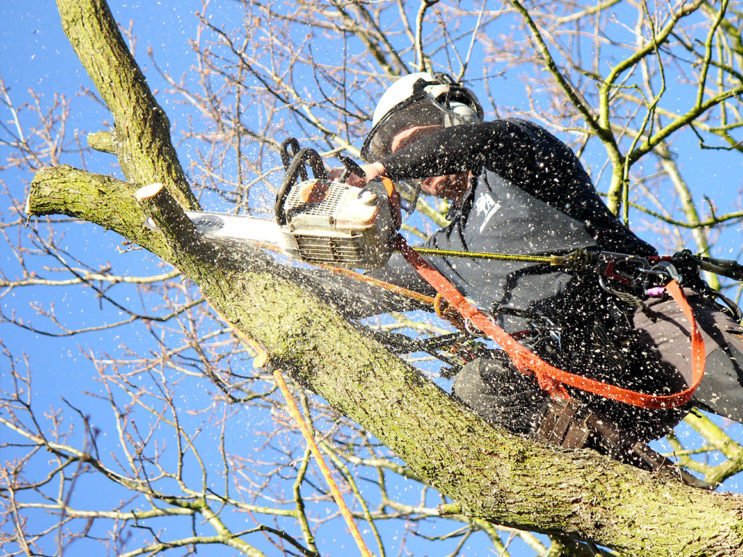 Tree surgeon trimming branches safely in Galway garden

