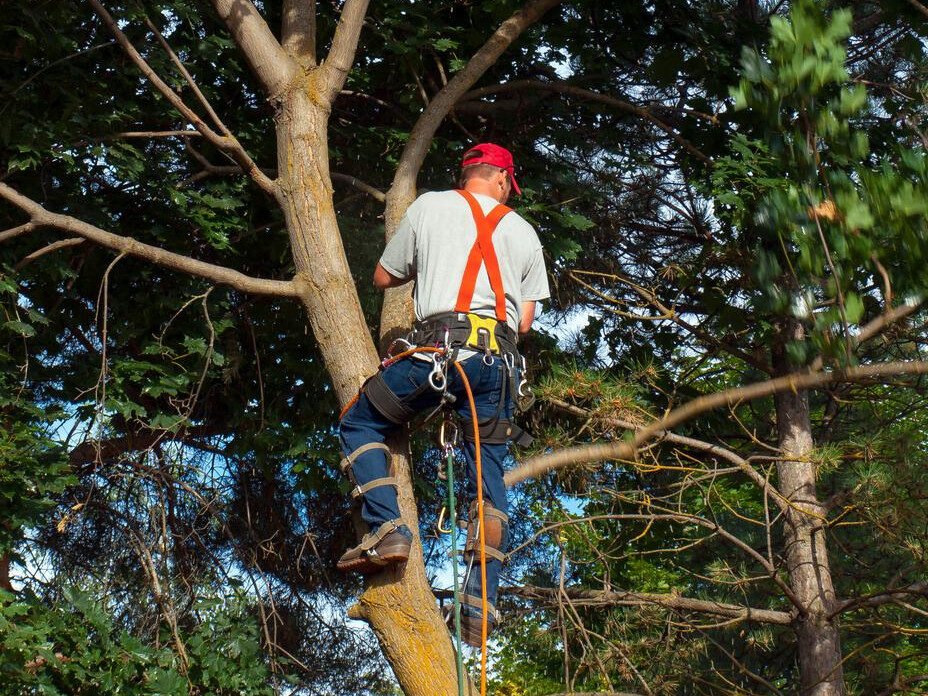 Hedgecutting machinery shaping boundary hedge on farmland